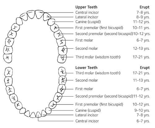 مراحل رشد دندان های دائمی