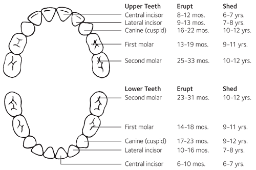 مراحل رشد دندان های شیری